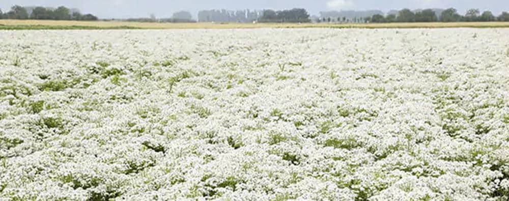 Ogromno polje, polno belih cvetov.